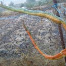 여주-0642 이미지