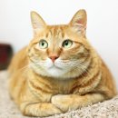 고냥이네 이미지