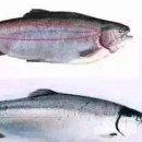 문장중앙식품 이미지