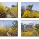 서울의 봄을 여는 응봉산 개나리 이미지