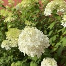 이미영 헤어 | ep 3. 플래너 계약 주의사항 및 추천 &amp; 비추천 후기 - 제이웨딩