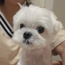 바로병원 | 안양 바로외과동물병원 FNHO 진행한 후기