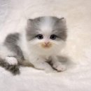 천안고양이분양 베스트캣 제나캣 천안점 이미지