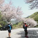 벚,서후고개(4/15)번짱:보나생님 벚꽃 피날레 이미지