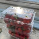 보성농원 이미지