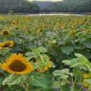 해바라기 애견 이미지