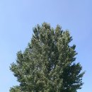 시장교1 이미지