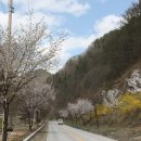 주천면 벚꽃길 이미지