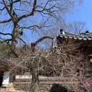 주진1길 | 구례 화엄사 홍매화 들매화 꽃구경 후기 2026년 3월 14일 개화상황 개화시기 실시간 개화 정도 확인...