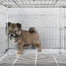 위더스 동물메디컬센터 부설 동물보호센터 | 믹스 유기견 입양ㅣ위더스 동물보호센터