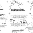 대바늘 - 흔들 코 잡기 (한코 고무뜨기) 이미지