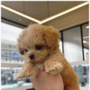 개린이집 이미지