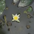 각시수련Nymphaea tetragona var. minima (Nakai)W. T. Lee 이미지