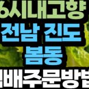 조은세상영농조합법인 | KBS 6시 내고향 전남 진도 봄동 판매처 조은세상영농조합법인(진도무릉도원) 택배주문방법