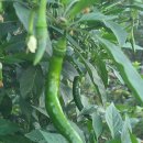 화왕산자연휴양림 이미지