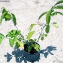 일랑일랑 이미지