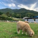 큰언덕목장 이미지