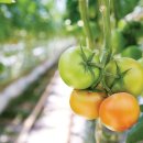 농업회사법인 나라주식회사 이미지