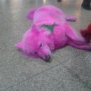 핑크강아지 이미지