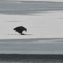 오리사냥 이미지