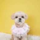 깔꼼 애견미용실 이미지