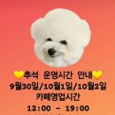 멍블리 애견카페 이미지