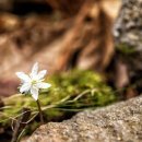 임도삼거리 공중화장실 이미지