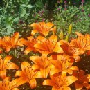 이백지 묘 이미지