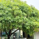 모터타운(Motor town) | 베트남 여행 호이안 올드타운 다낭 롯데마트 짐보관 이렇게!