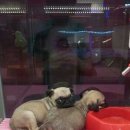 펫 애견샵 이미지