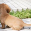 강아지집 이미지