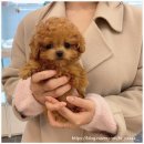 온퍼피 프리미엄 전주강아지분양 본점 | 갖춘 강아지분양업체 추천, 타이니 토이 크림푸들 분양 후기 : 온퍼피 프리미엄 전주강아지분양 본점