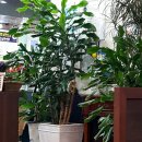 김명자굴국밥성안 이미지