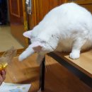 브릭빌리지 이미지