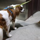 경춘선솔밭길 이미지