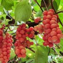 신하농장 이미지