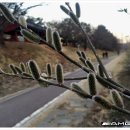 버블샤인 이미지