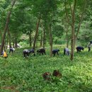 산림환경연구원 네이버블로그