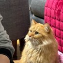 몽실캣 이미지