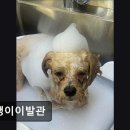 댕댕이이발관 이미지