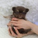 대동동물병원 | 송도강아지분양 고민 끝에 가족이 된 인연