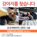 잃어버린 강아지를 찾습니다 (요크셔테리어/암컷/인천시 남동구) 구월서초등학교 근처에서 요크셔테리어 실종신고합니다. 이미지