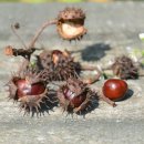 마로니에 이미지