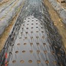 CU 화양중앙점 | [스크랩] 돌산갓 재배법