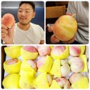 농부건강농원 와디즈 펀딩 물복숭아 추천 후기