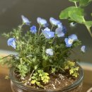 꽃이레 | 김포 식물원 느낌 대형 플랜트샵, 이레가든빌리지 방문 후기🌿