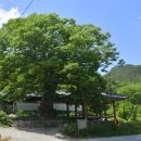 마을 보호수 이미지