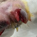 페이지동물병원 이미지