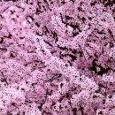 🌸 공예 속 매화(Plum Blossom) – 예술로 피어난 고결한 문양