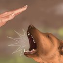 알파동물병원 이미지